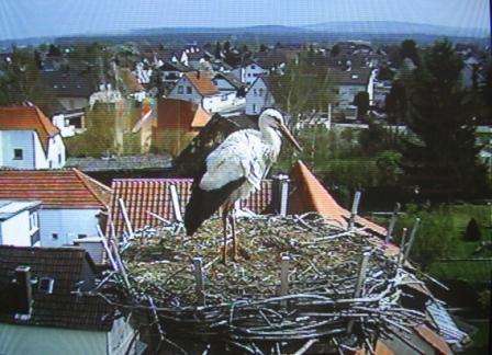 14.04.2012storch